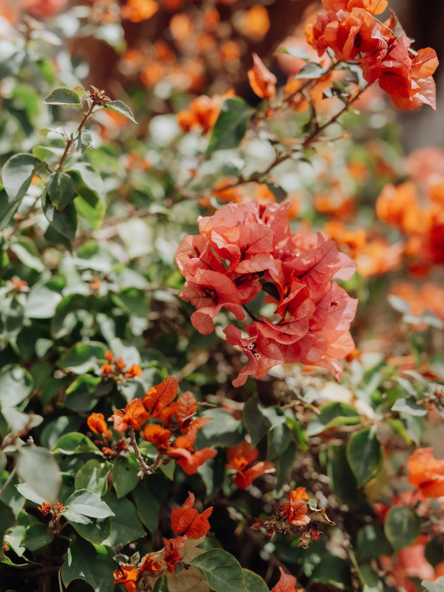 Warm coral bougainvillea blossoms